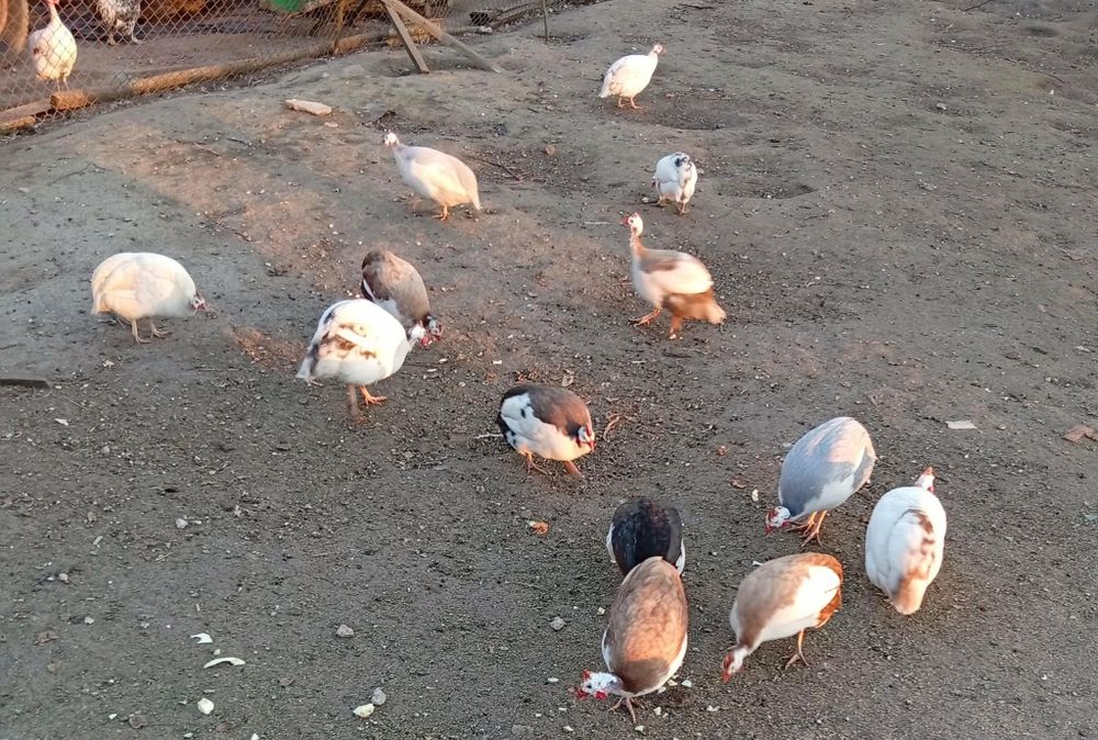 Perliczki (cena do negocjacji)