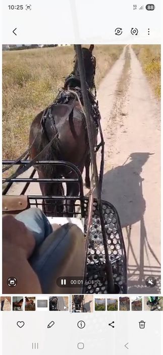 Cavalo montado e engatado