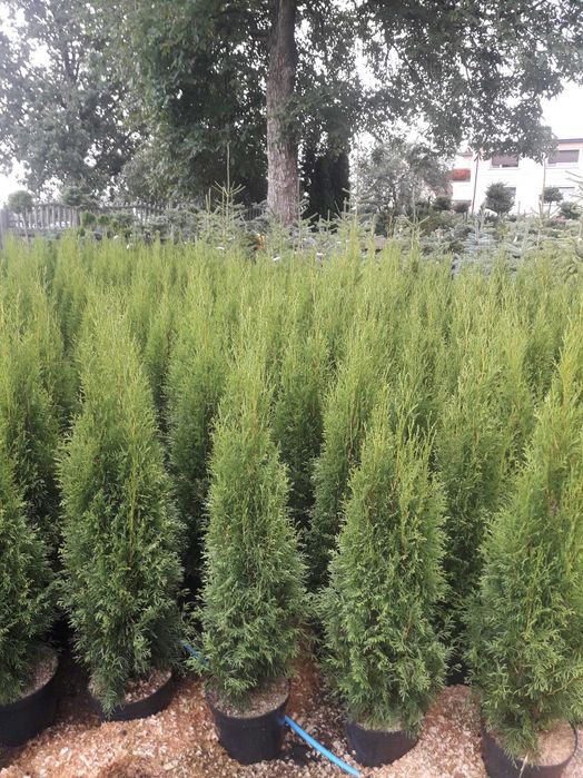 PROMOCJA !! Tuja Szmaragd wys: 80 -90 cm