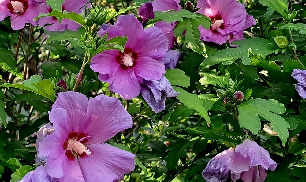 Hibiskus syryjski sadzonki