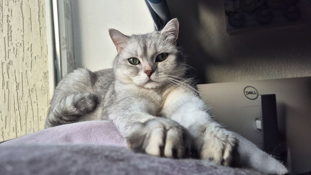 Шикарный британский кот ns 11