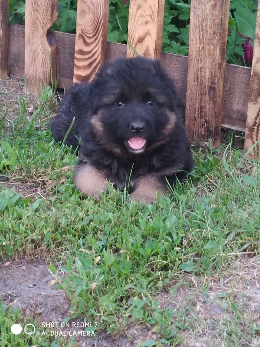 Німецька вівчарка вибір песикіа чорного і чепрачного кольору