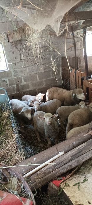 Anhos/borregos machos e fêmeas