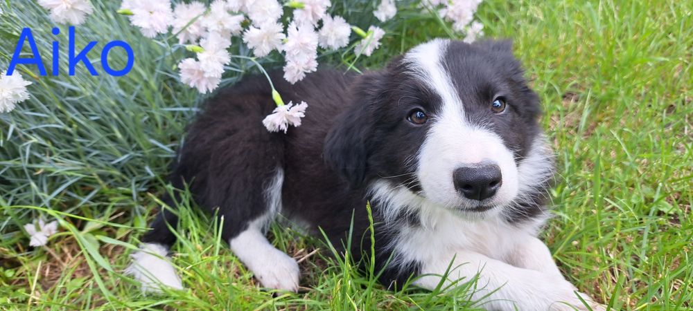 Border Collie szczeniak
