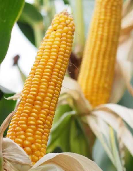 Nasiona kukurydzy DANUBIO 10+1