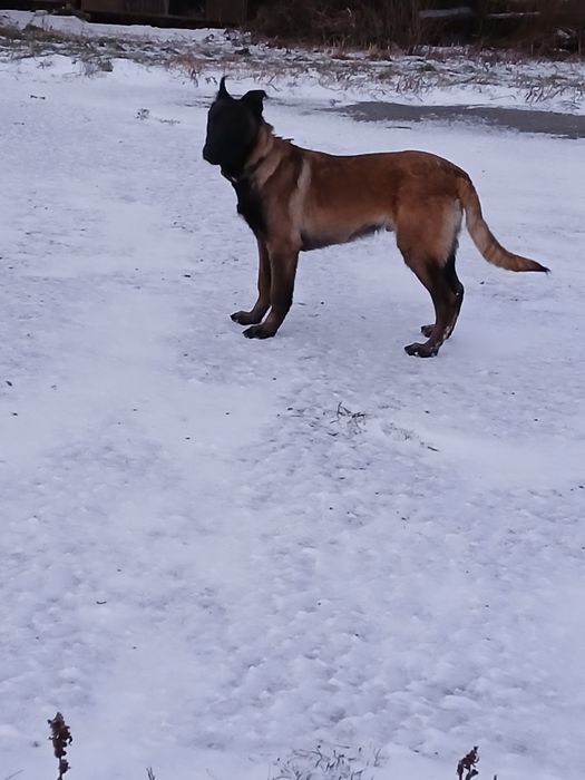 Бельгійська вівчарка Малінуа