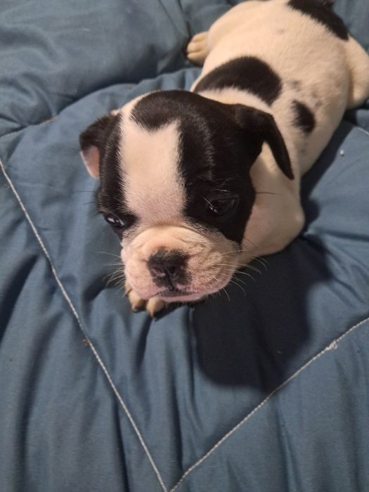 Bulldog frances fêmea na zona de Aveiro