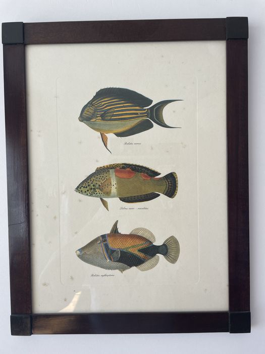Quadros de Peixes coloridos
