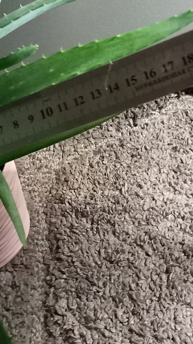 Алое вера Вазони