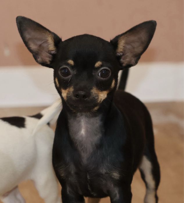 Chihuahua Piesek Czarny podpalany