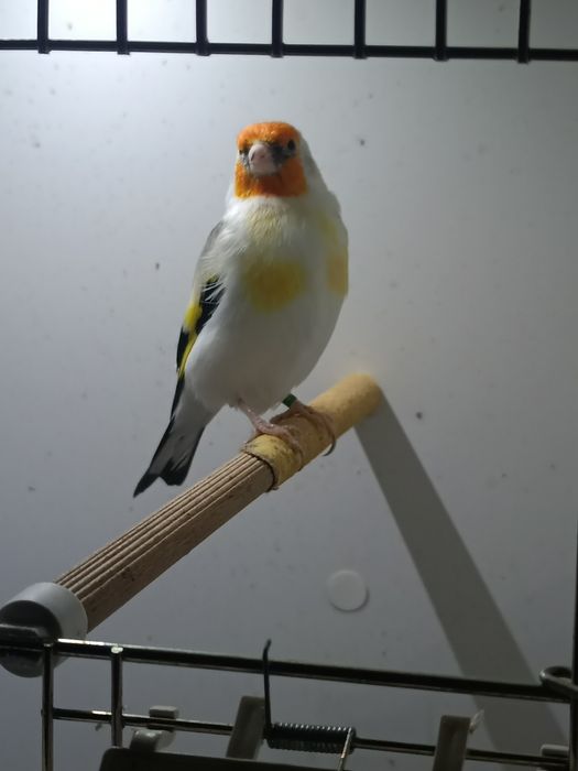 Szczygły syberyjskie. Major