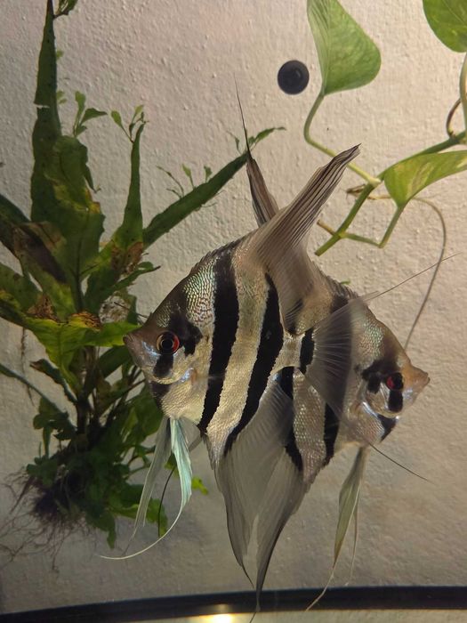Pterophyllum scalare Skalar peru altum - młode (F2) po pięknych rodzicach