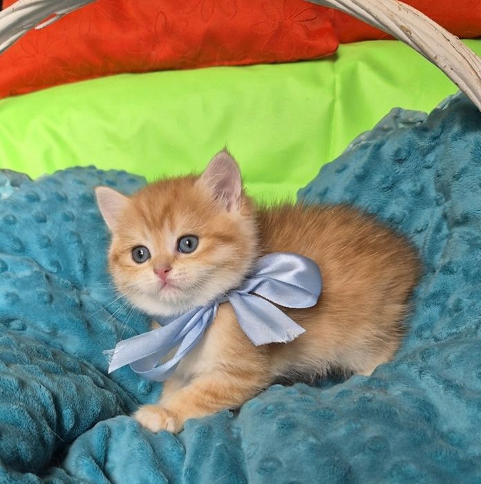 Ексклюзивні кошенята в золотій шубці !!!