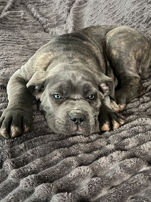 Щінки Кане корсо