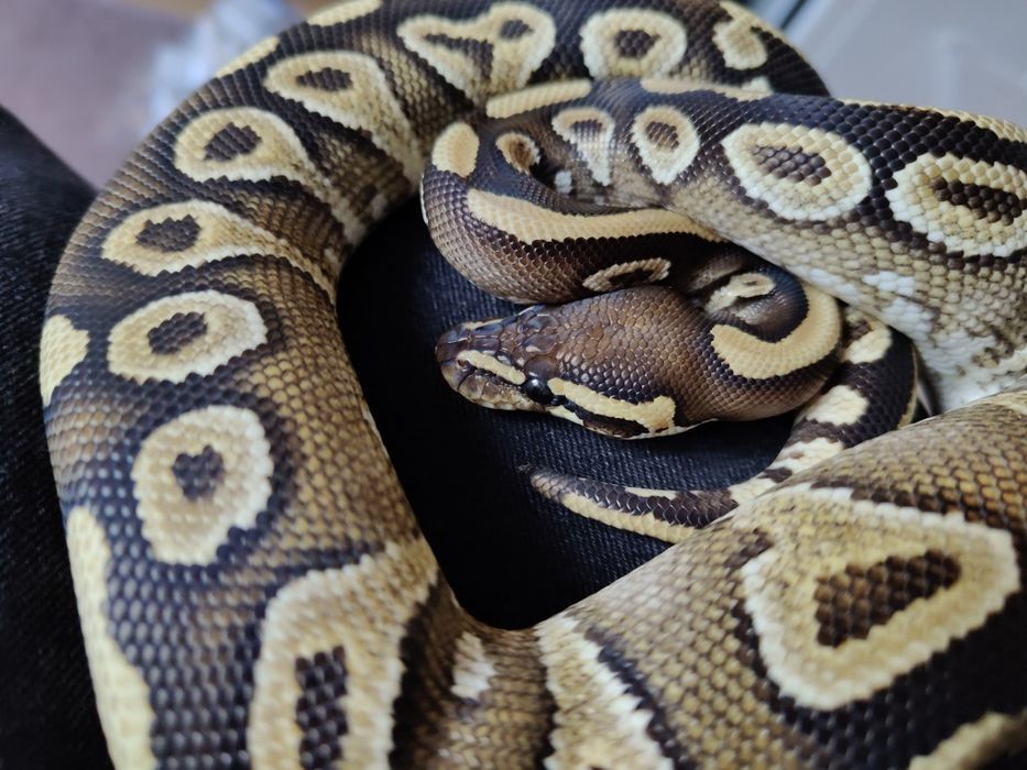 Wężyk samiec kolorowy