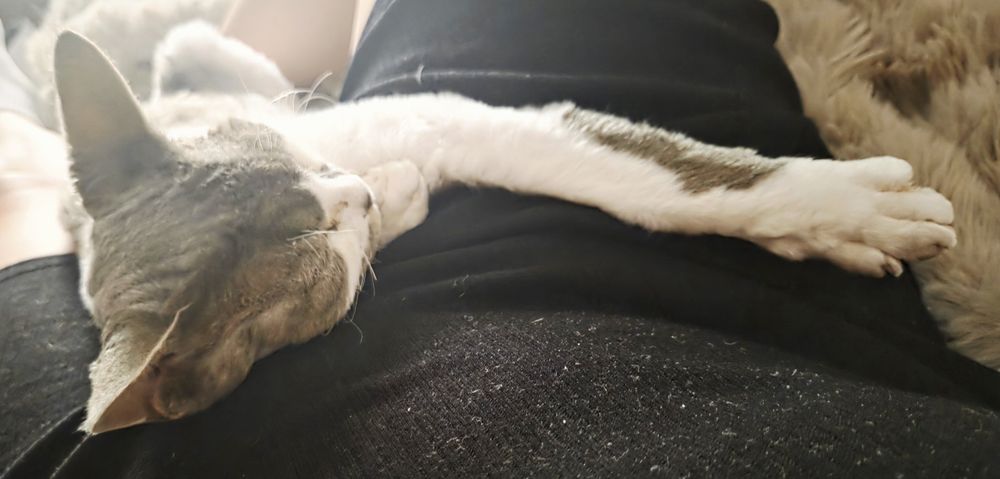 Devon rex najsłodsza kotka
