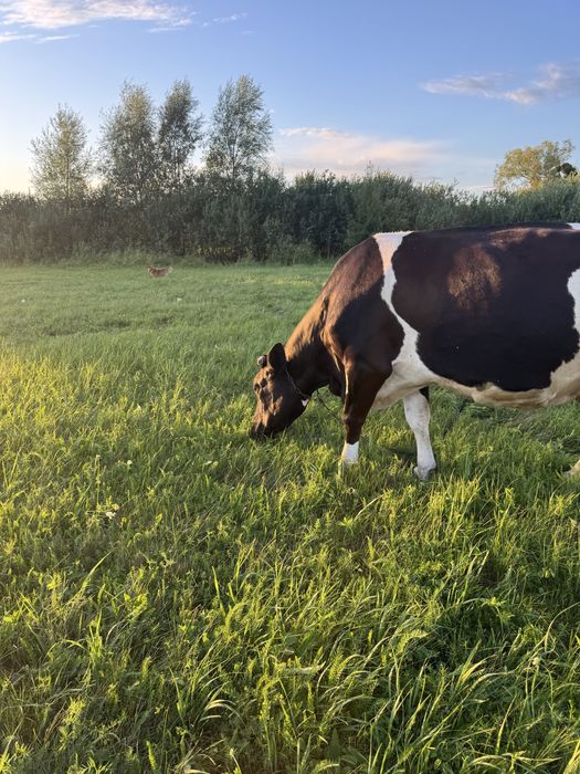 Продам   Глубокотельную  корову