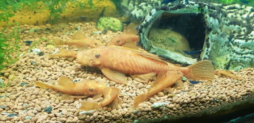 Zbrojnik czerwony - Ancistrus super red - glonojad - z własnej hodowli