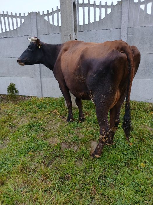 Krowa z mlekiem 5 lat zacielona do dalszej hodowli,  okazja