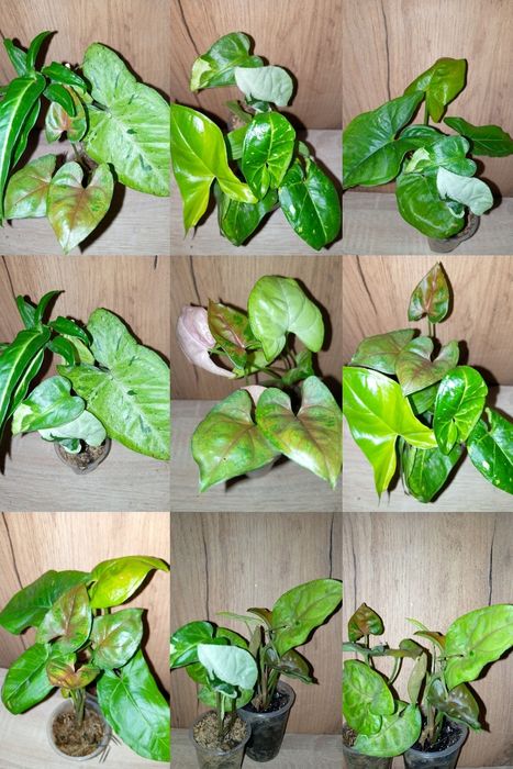 Набори сингоніумів( по 3 рослини)