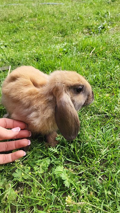 Mini lop króliczki samiczka 5 miesięcy
