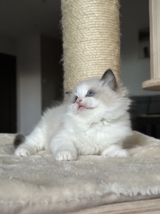 Kocurek ragdoll hodowlano wystawowy FPL