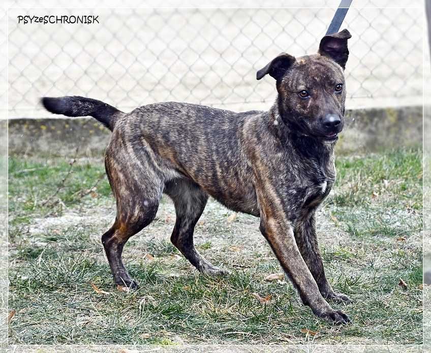 Simone – radosna, psia piękność szuka prawdziwej rodziny