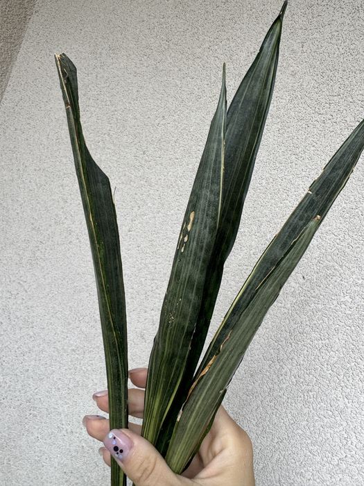 Sansevieria Bantel Sensation