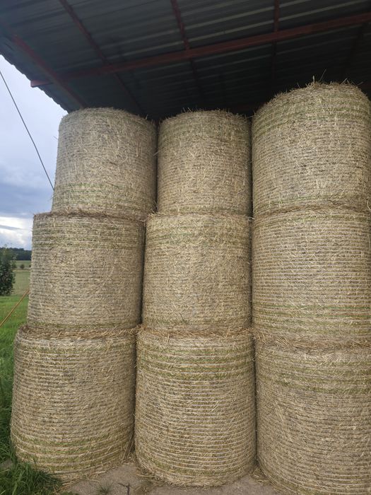 Bele słomy suche 125x125