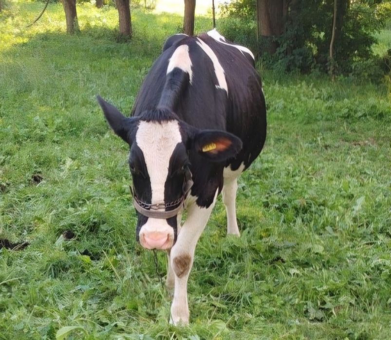 Sprzedam jałówkę wysokocielną