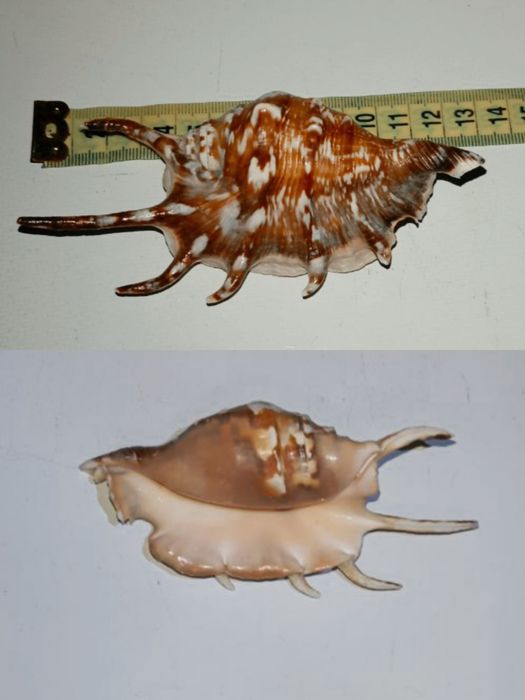 Ракушки морские разные