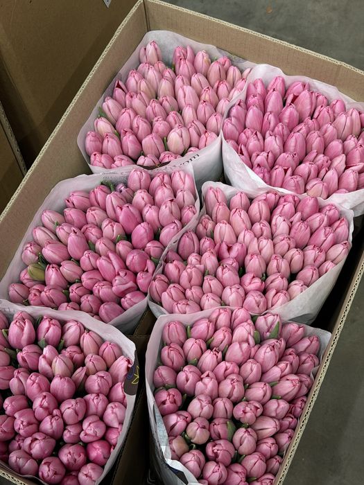 Тюльпани Україна — свіжі, ніжні, весняні!