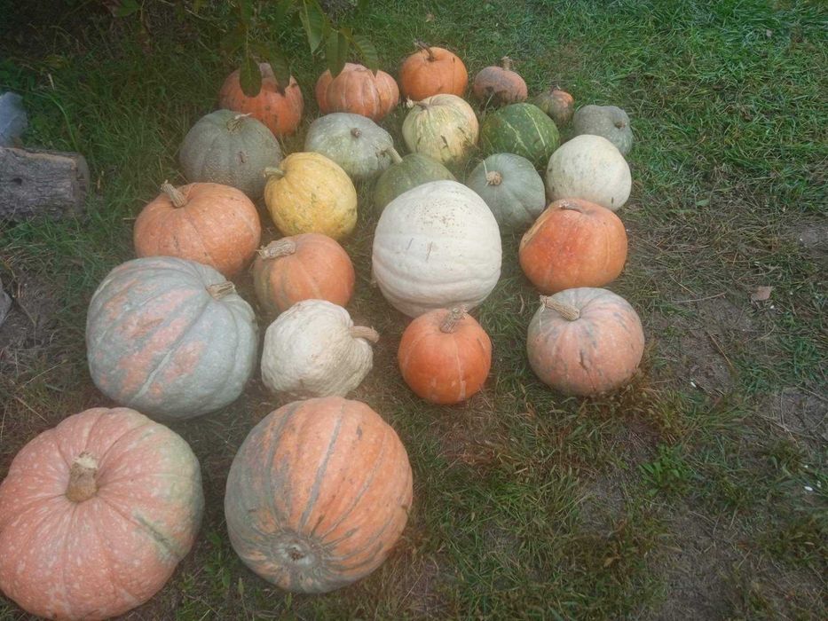 Продам кабаки, гарбузи