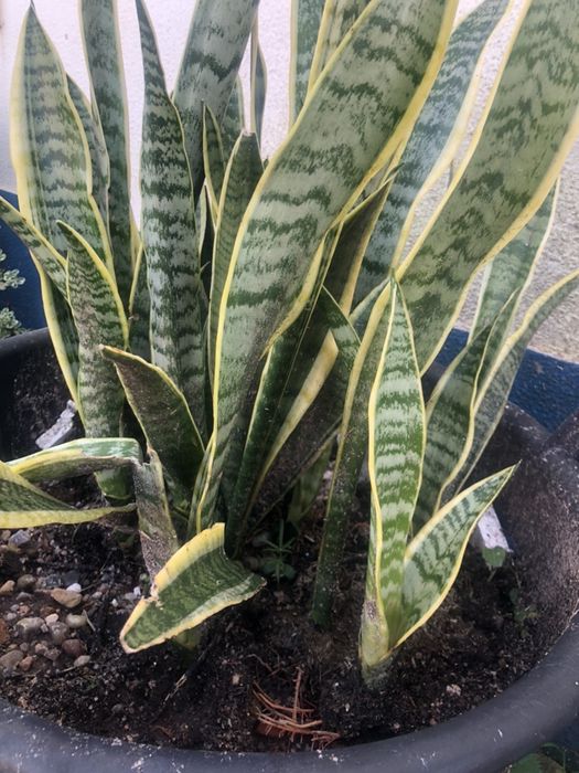 Composted horse manure without shavings! With loading machine!64285475799811123