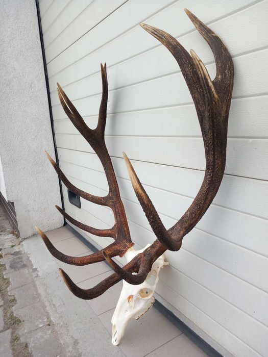 Poroże, Wieniec, Byk, Jeleń, Rogi 8 kg