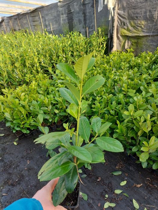 Laurowisnia novita 50cm! Doniczka!