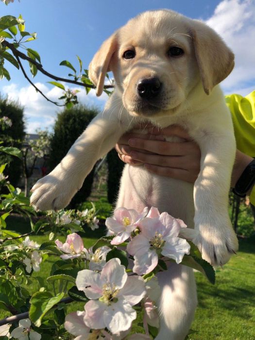 Лабрадори від чемпіонів Украіни