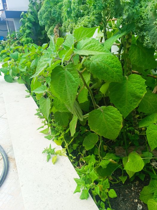 Physalis / fisalis