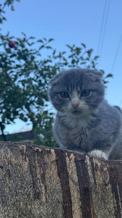 висловухе кошеня хлопчик