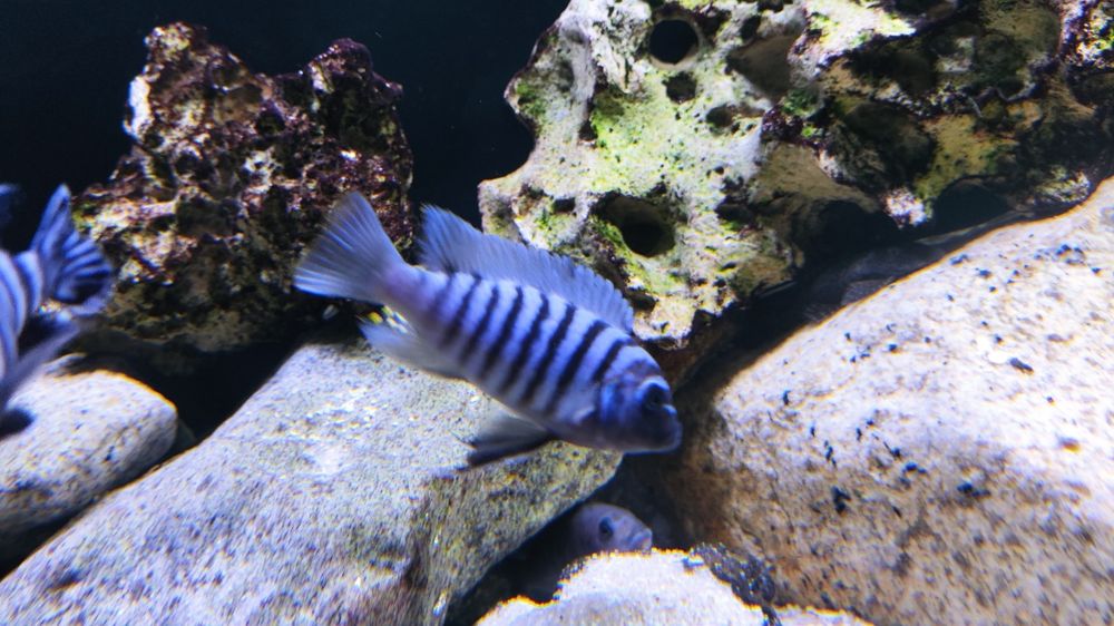 casal maylandia flavifemina