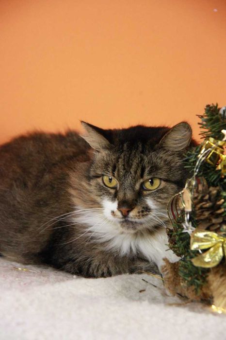 Киця Глаша з Покровська