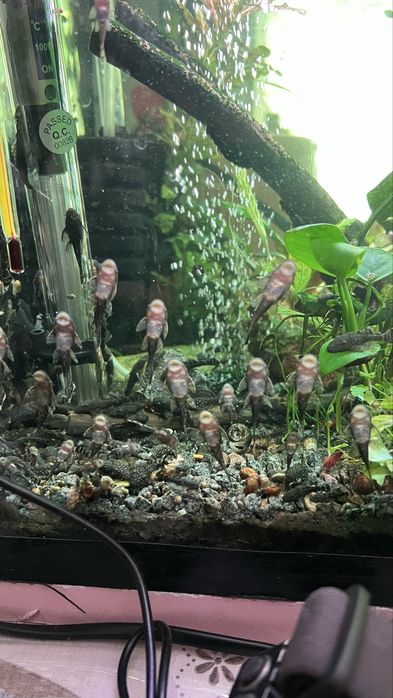 Анциструси звичайні, 3-4см.