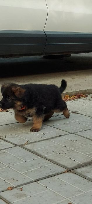 Щенки длинношерстной нем.овчарки.