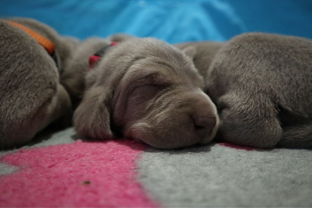 Wyżeł Weimarski | szczeniaki ur. 20.03.2026
