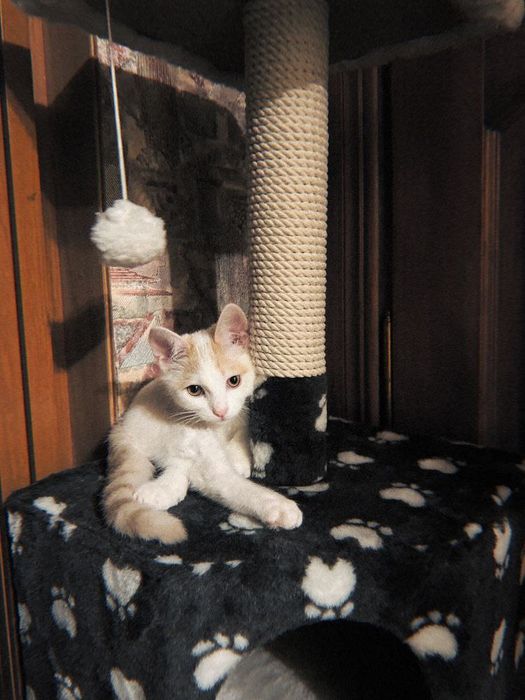 Домик когтеточка дряпка царапка для кот