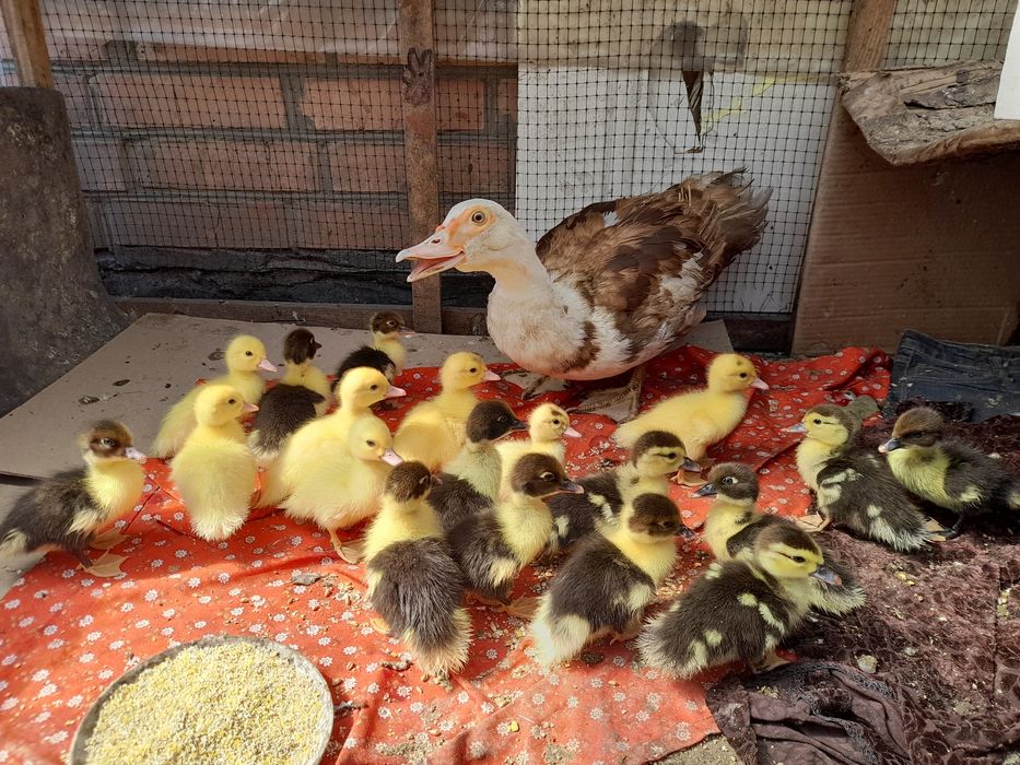Продам індокаченят