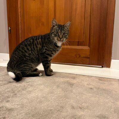 Szyszka szuka kochającego domu