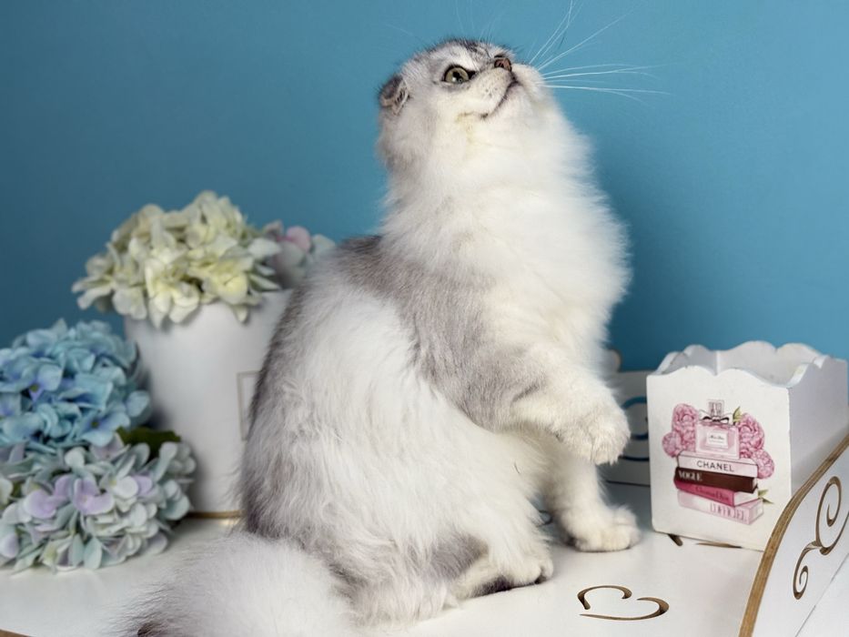 Хлопчик скотіш фолд, cрібна шиншилла