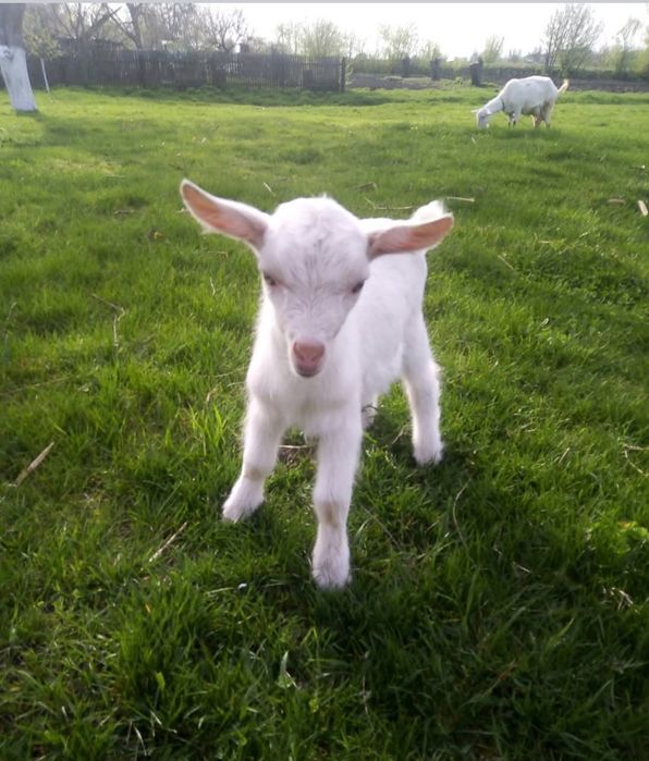 Зааненський козлик.цап для кіз.півтора місяці
