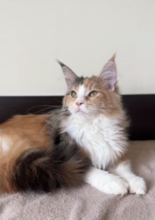 Мейн кун з родословною. 2